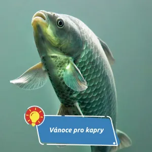 Kapr na svobodě? Dobré úmysly, které rybě často ublíží