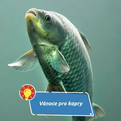 Kapr na svobodě? Dobré úmysly, které rybě často ublíží