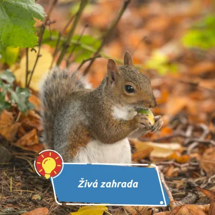 Brzy odstartuje zimní kolo soutěže Živá zahrada. Zapojit se může každý