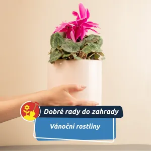 Tři vánoční krásky, které rozzáří domov