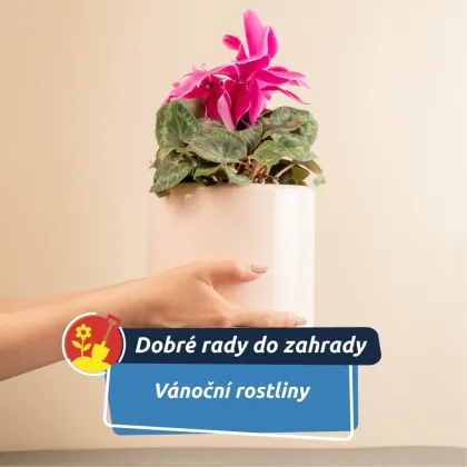 Tři vánoční krásky, které rozzáří domov