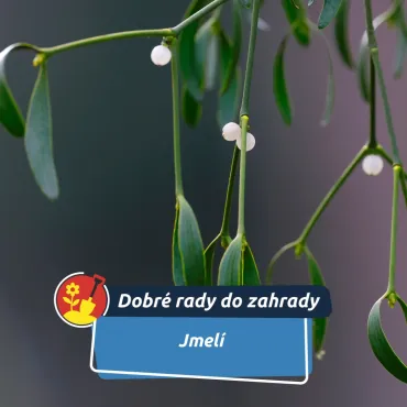 Darované štěstí pod stropem. Proč by o Vánocích nemělo chybět jmelí