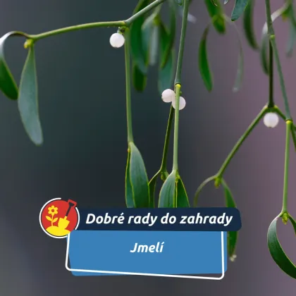 Darované štěstí pod stropem. Proč by o Vánocích nemělo chybět jmelí