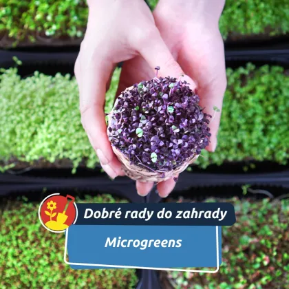 Vitamíny na parapetu. Zkuste microgreens i uprostřed zimy