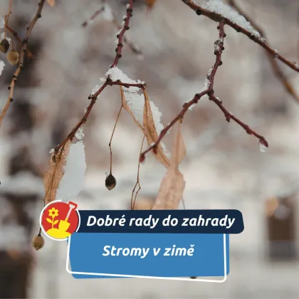 Zimní zahrada mluví. Teď je nejlepší čas „číst“ stromy