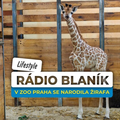 V zoo Praha se narodila žirafa