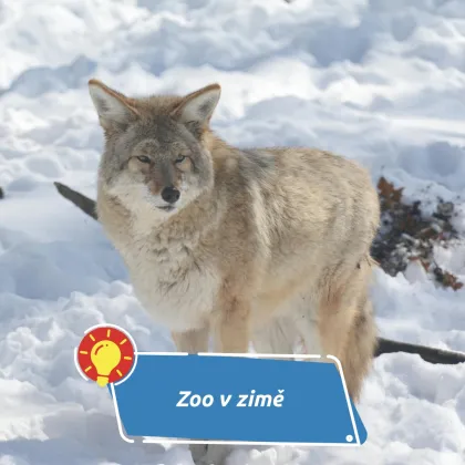 Co se děje v zoo v zimě, když tam nejsou davy