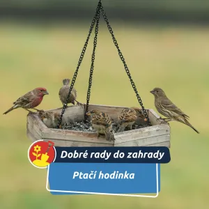 Pomozme ptákům přečkat mrazy