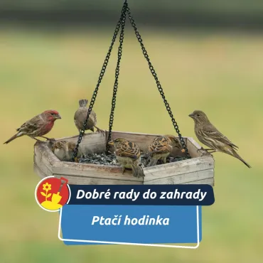 Pomozme ptákům přečkat mrazy