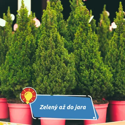 Jak udržet vánoční stromek zelený až do jara