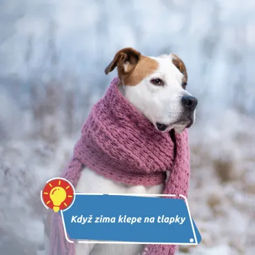 Mráz zkouší i naše zvířecí parťáky. Někdy stačí malá změna