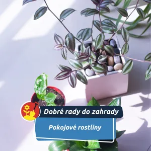 Lednový trik s pokojovkami: proč je dobré je občas otočit – a jak na to správně