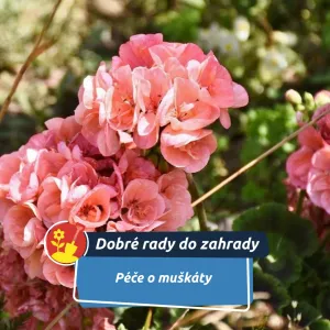 Zimní péče o muškáty: leden rozhoduje o jarním kvetení