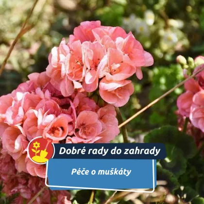 Zimní péče o muškáty: leden rozhoduje o jarním kvetení