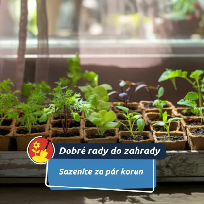 Papírová věž: levný a chytrý způsob, jak si doma předpěstovat sazenice