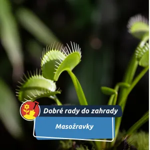 Proč masožravé rostliny v zimě odpočívají a není to chyba