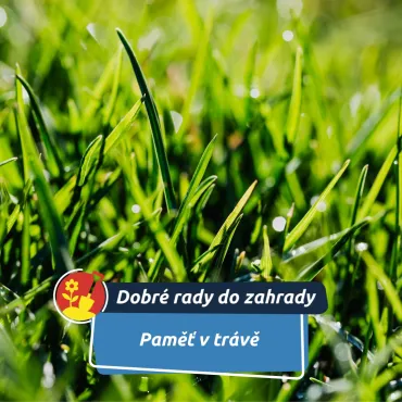 Trávník si pamatuje každý krok