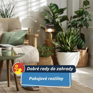 Jak pomoci pokojovým rostlinám přežít zimu