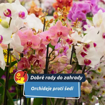 Květ, který se zimy nebojí