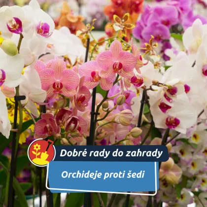 Květ, který se zimy nebojí