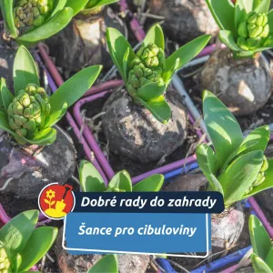 Nestihli jste podzimní výsadbu? Ještě není pozdě