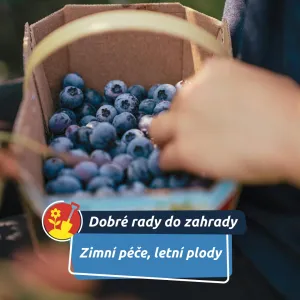 Borůvky v únoru rozhodují o létě