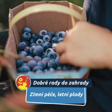 Borůvky v únoru rozhodují o létě