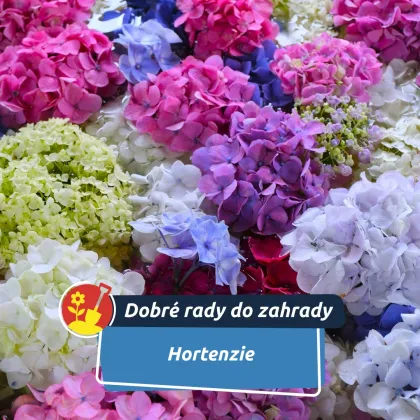 Únor rozhoduje o tom, jak budou hortenzie kvést