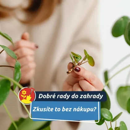 Pokojovky jinak: víc radosti z vlastních řízků