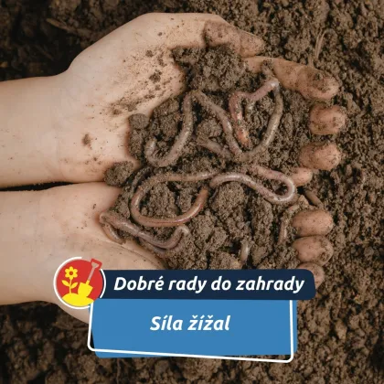 Malé žížaly, velká pomoc. Jak funguje vermikompostování