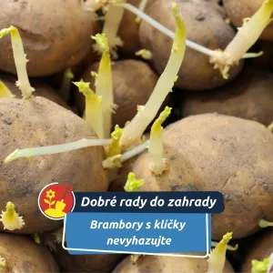 Nevyhazujte naklíčené brambory. Na zahradě mají cenu