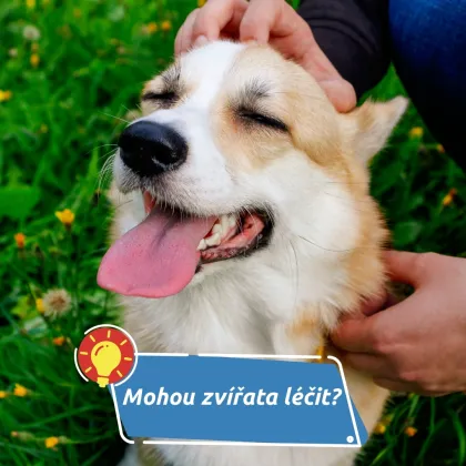 Jak zvířata pomáhají lidem