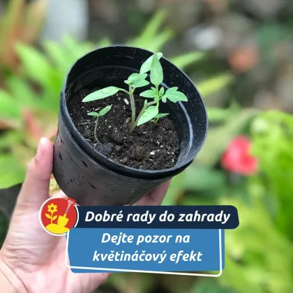 Pozor na skrytý problém sazenic. Může zastavit růst rostliny