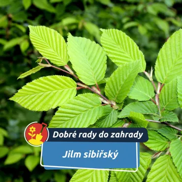 Živý plot za jednu sezónu. Tahle dřevina roste neuvěřitelně rychle