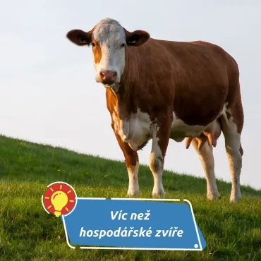 Krávy jsou chytřejší, než si myslíme