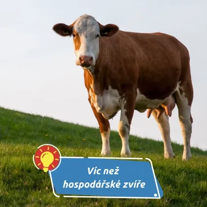 Krávy jsou chytřejší, než si myslíme