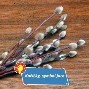 Kočičky, jemný symbol jara