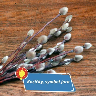 Kočičky, jemný symbol jara