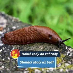 Slimáci útočí už teď!