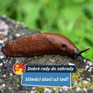 Slimáci útočí už teď!