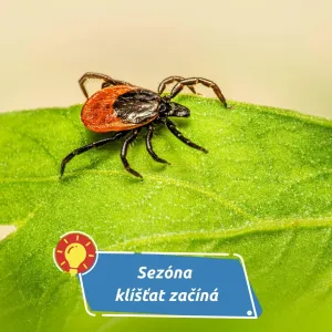 Jak připravit vašeho čtyřnohého přítele na sezónu