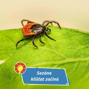 Jak připravit vašeho čtyřnohého přítele na sezónu