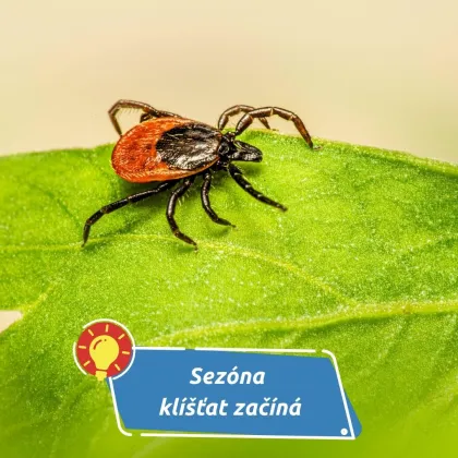 Jak připravit vašeho čtyřnohého přítele na sezónu