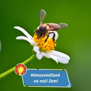 Včela medonosná vs. včela samotářka