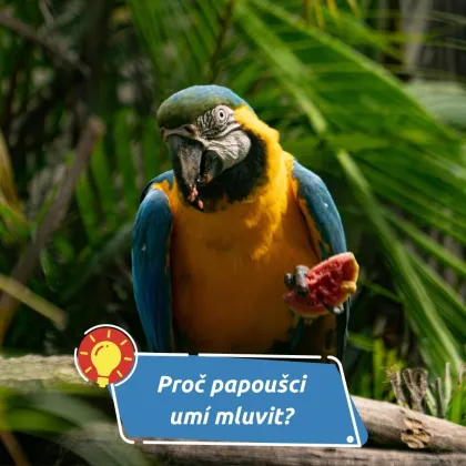 Není to trik, ale schopnost přežít