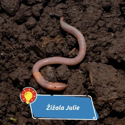 Dětský svět, který nestárne