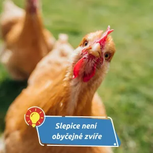 Příběh zvířete, které změnilo svět