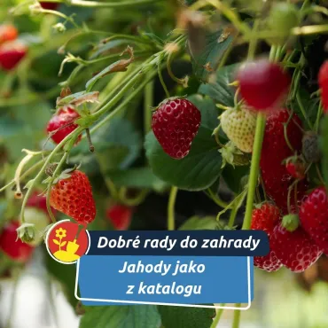 Levný trik, který zvýší úrodu