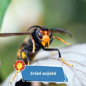 Predátor, který ohrožuje včely i celý ekosystém