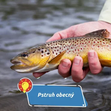 Tichý predátor chladných vod